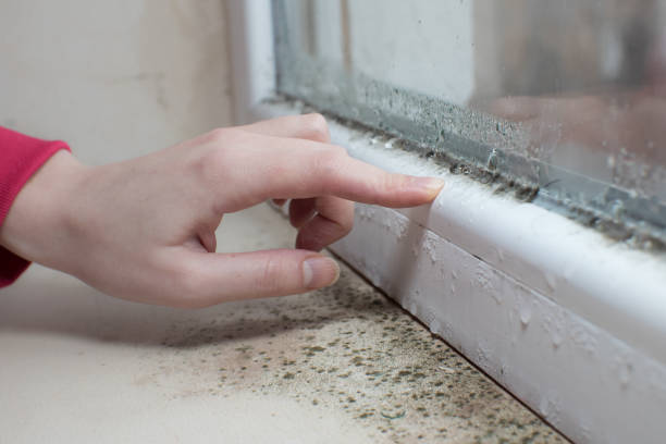 Best Airborne Mold Testing  in Comanche, OK